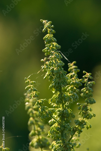 interesting summer plant on a green background in the summer sunshine on the meadow,