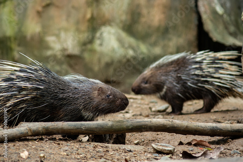 porcupine