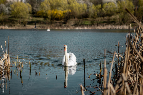 A beautiful elegant white swan is swimming  in a blue clean water of a lake near the golden colored reeds in a town area