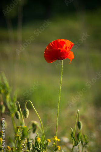 red poppy in a field