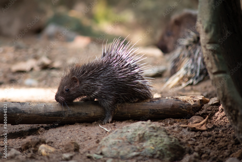 porcupine porcupine