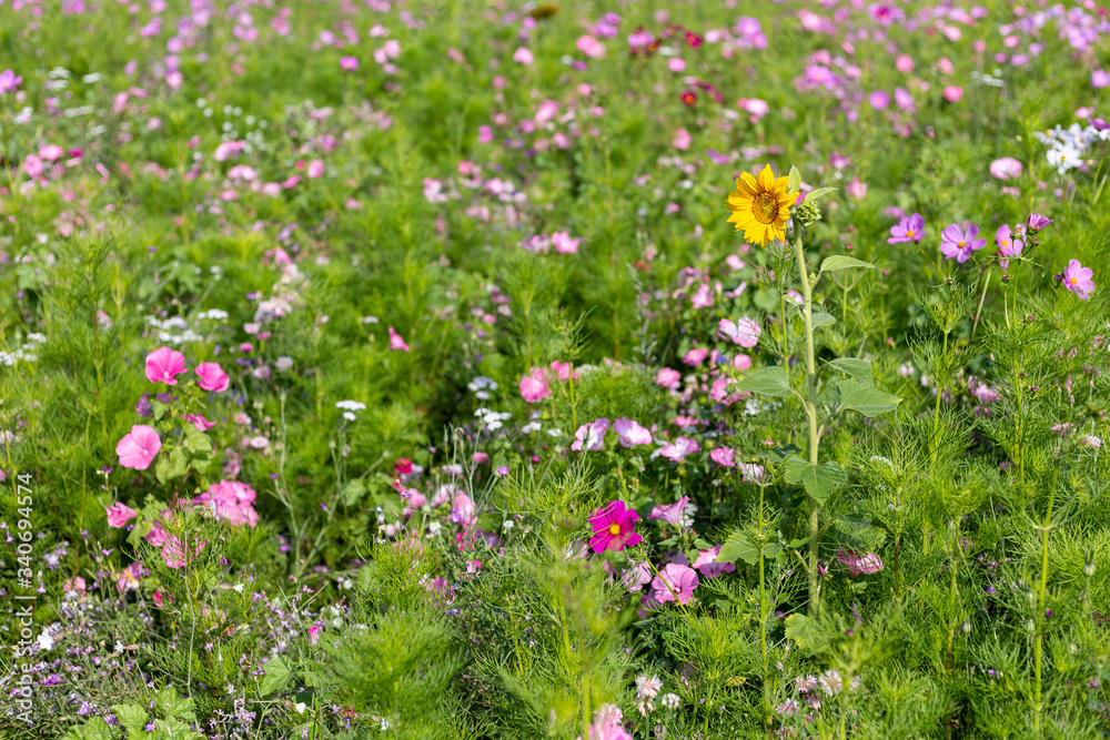 Meadow with beautiful flowers to use as a background.