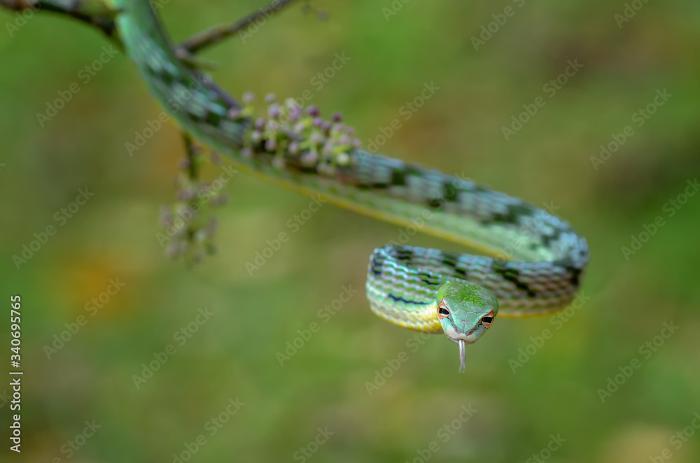 Green vine snake