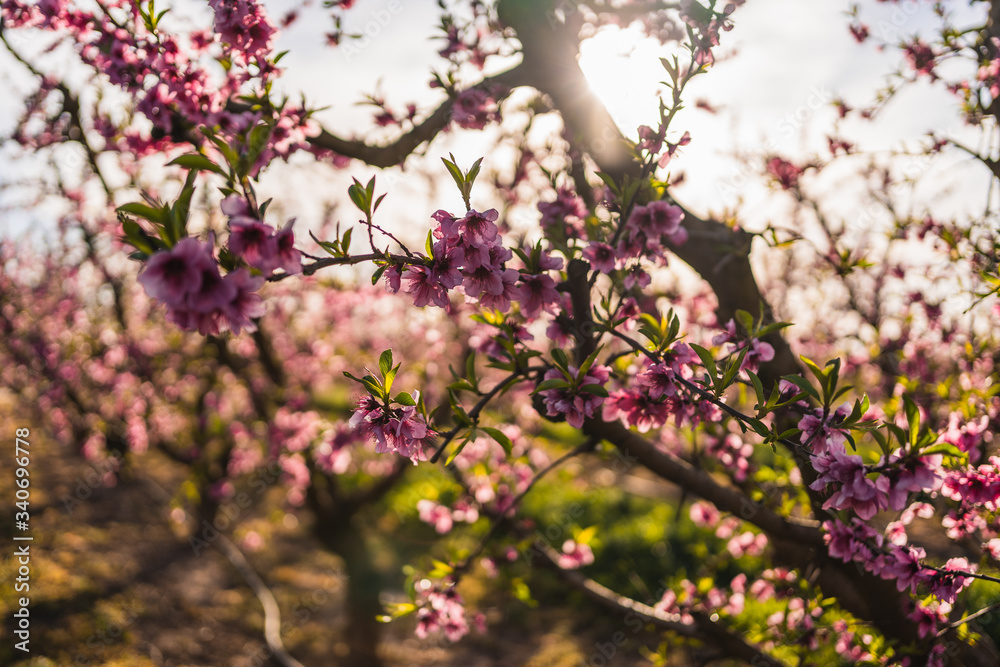 Cherry tree with the rays of the sun Cherry tree with the rays of the sun