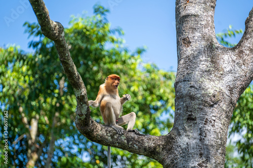 Wild Proboscis monkey or Nasalis larvatus, in rainforest of Borneo, Malaysia