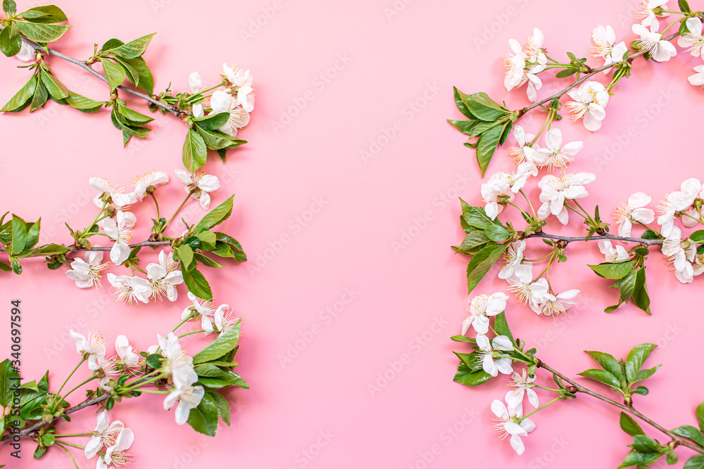 cherry flowers on pink background. mockup with copy space