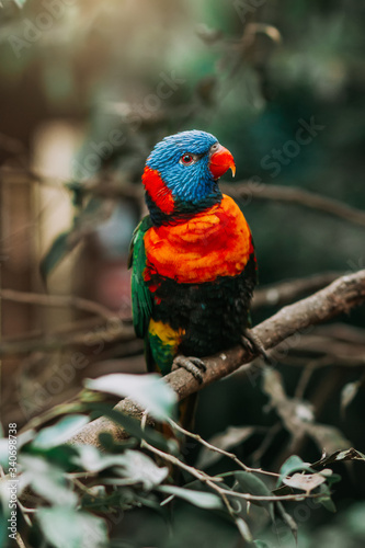 Trichoglossus haematodus sitting on a tree branch with sunshine pouring overhead. Close up of a tropical multicolor bird in natural conditions.