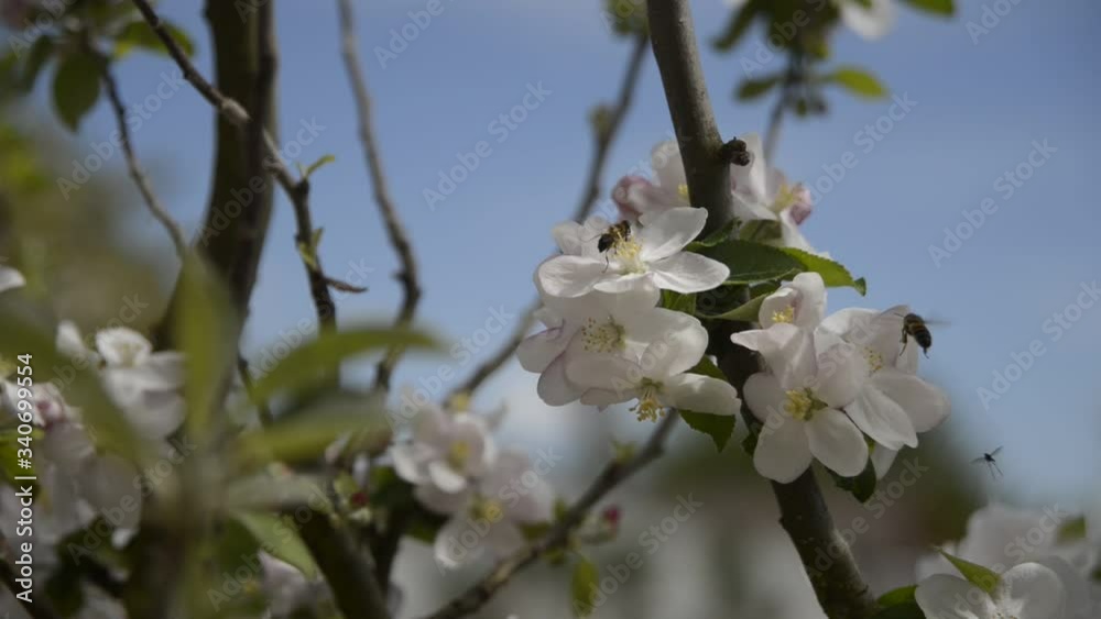 Abeilles butinant des fleurs blanches de pommier
