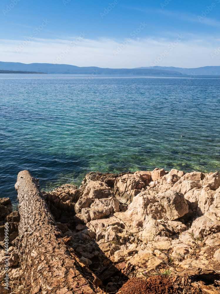 tree trunk  sea and rocks
