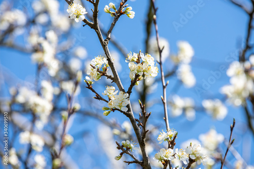 Kwitnące drzewo owocowe. Białe kwiaty na tle błękitnego nieba.