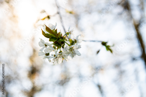 Białe kwiaty kwitnącego drzewa na tle zachodzącego słońca