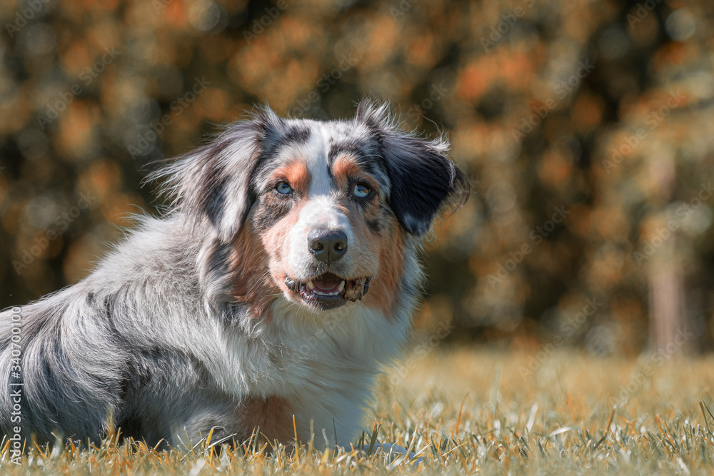 australian shepherd faceorange blue merle garden