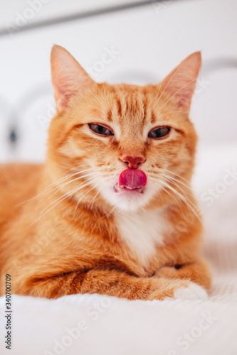 Cat tongue licking his nose. Cute ginger cat lying in bed