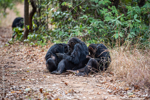 Tras los pasos de Jane Goodall en Gombe