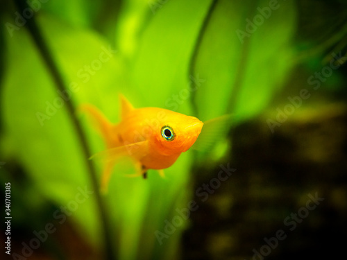yellow molly fish (Poecilia sphenops) close up on a fish tank with blurred background