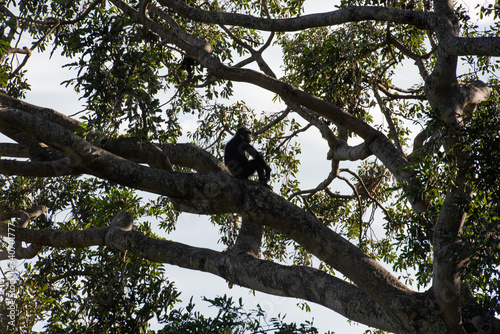 Tras los pasos de Jane Goodall en Gombe