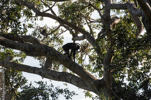 Tras los pasos de Jane Goodall en Gombe
