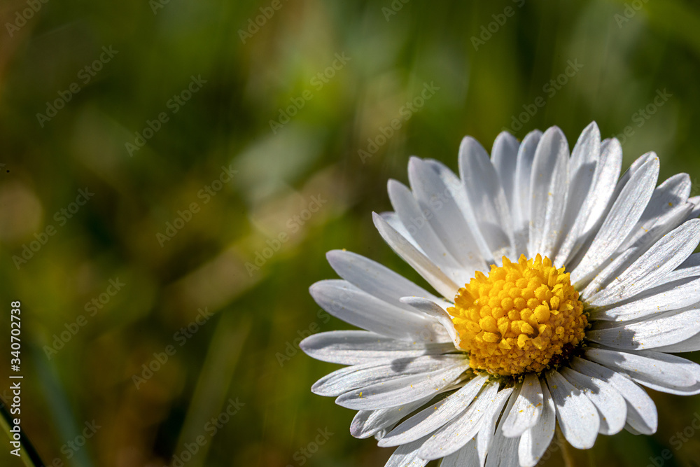 Fototapeta premium close up of a daisy