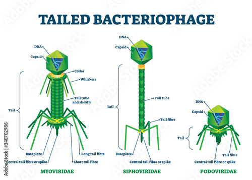 Tailed bacteriophage vector illustration. Labeled virus educational scheme.