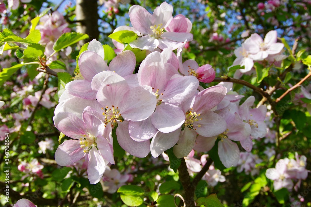 Kirschblüte Kirschblüte