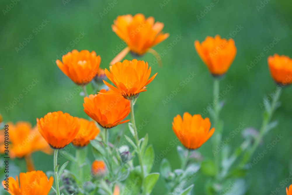 Beautiful garden, flowers and trees from Spain Beautiful garden, flowers and trees from Spain