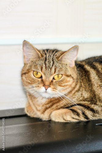 A well-groomed domestic cat in a peaceful posture