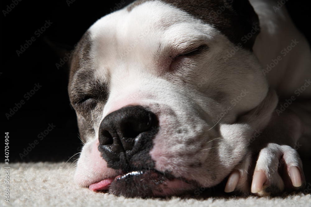 An American Staffordshire Terrier dog relaxes in the sun
