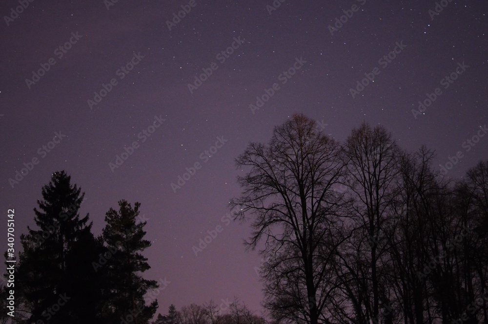 silhouettes of black tress in the night silhouettes of black tress in the night