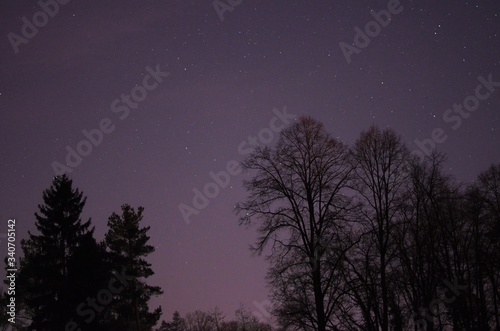 silhouettes of black tress in the night