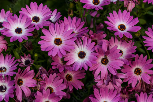 Beautiful garden  flowers and trees from Spain