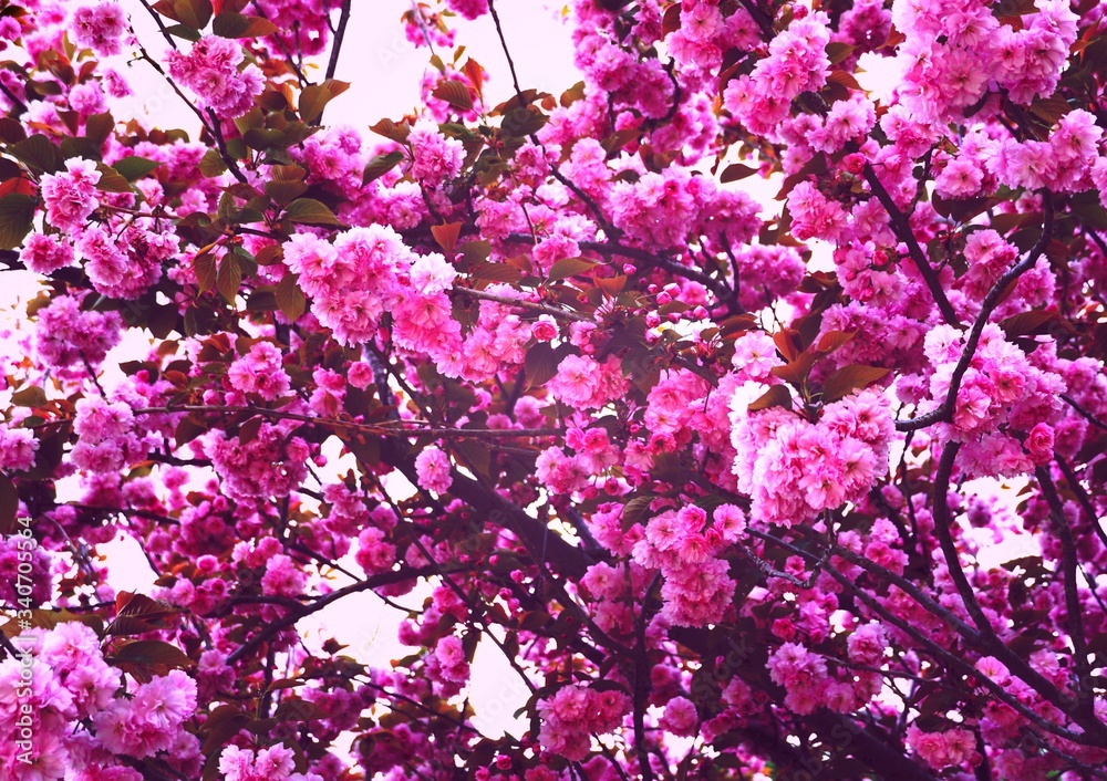 Spring floral background. Amazing branches with many beautiful pink flowers in early spring