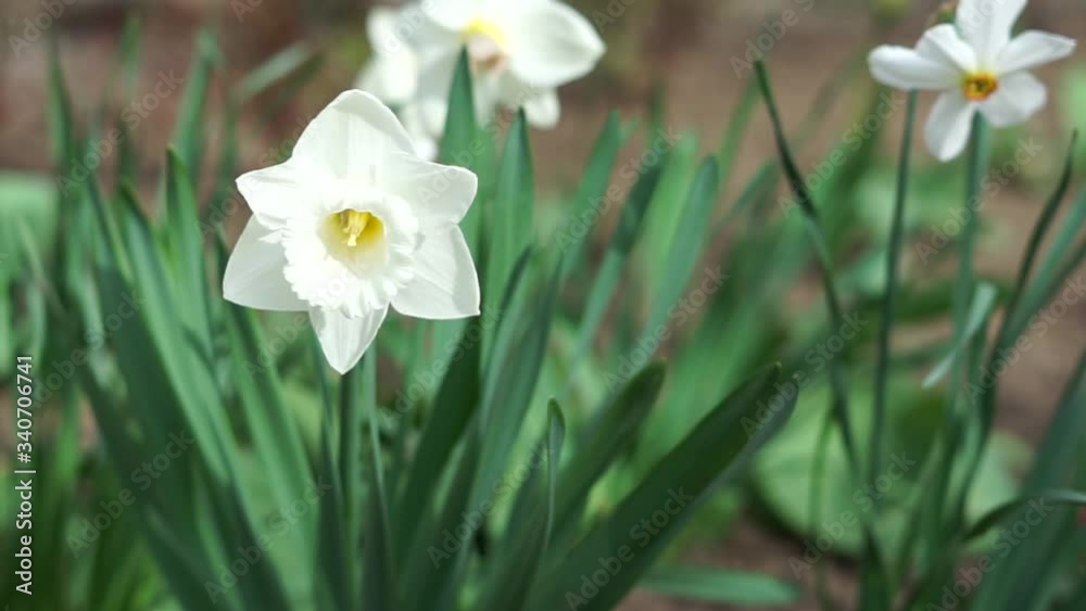 white daffodils bloomed on the flowerbed white daffodils bloomed on the flowerbed