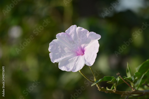 Pink morning glory or Ipomoea carnea flowers in the garden