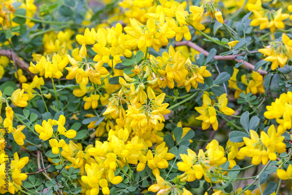 Obraz premium Beautiful garden, flowers and trees from Spain