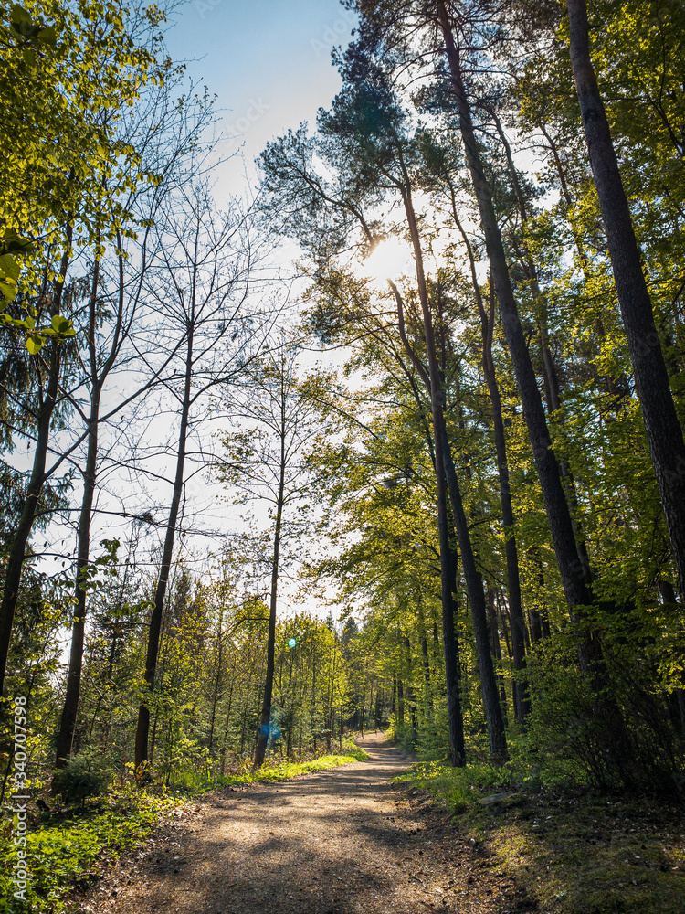 Path through an Bavarian forest landscape with sun light impressions