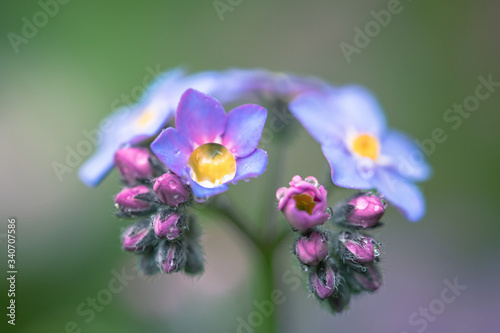 Wildflower Alpine Forget-me-not flower / Myosotis alpestris