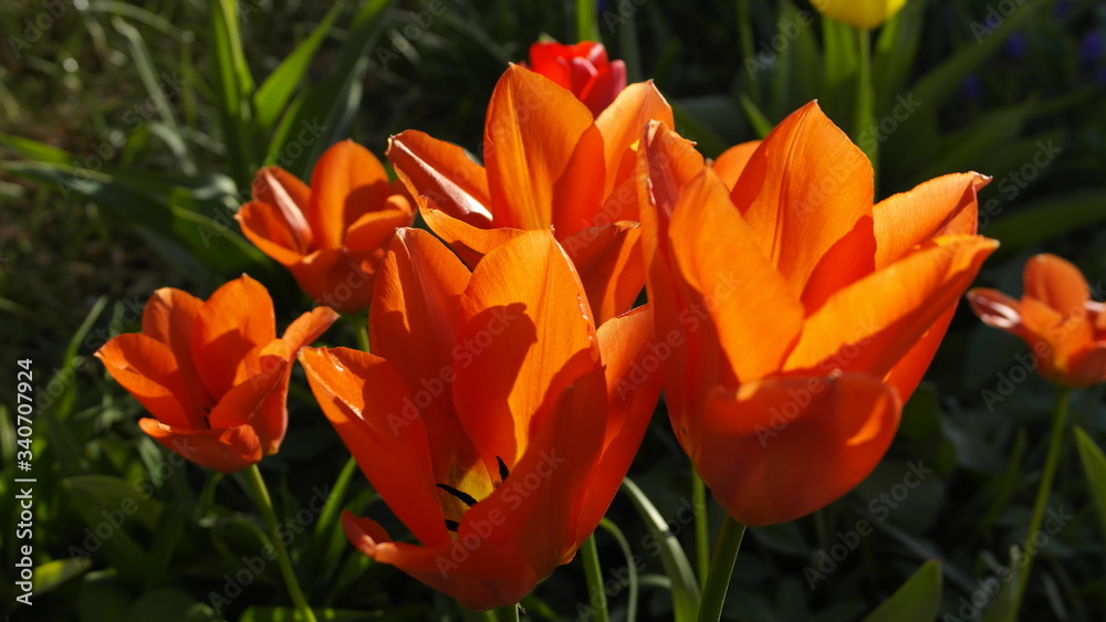 tulpen tulpen