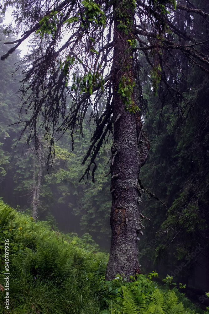 Obraz premium Spruce (Picea abies) forest in foggy rainy weather. Coniferous forest in Carpathian mountains.Pillar of a tree with a beautiful bark