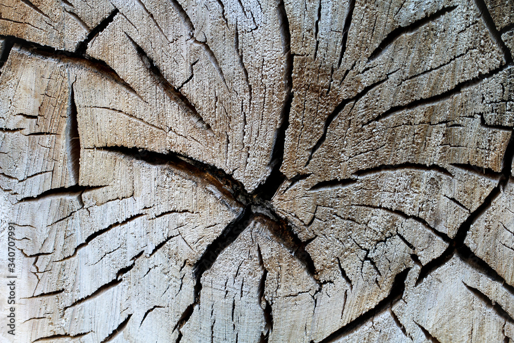 Textur aus Holz, Querschnitt eines gefällten Baumstamm Textur aus Holz, Querschnitt eines gefällten Baumstamm