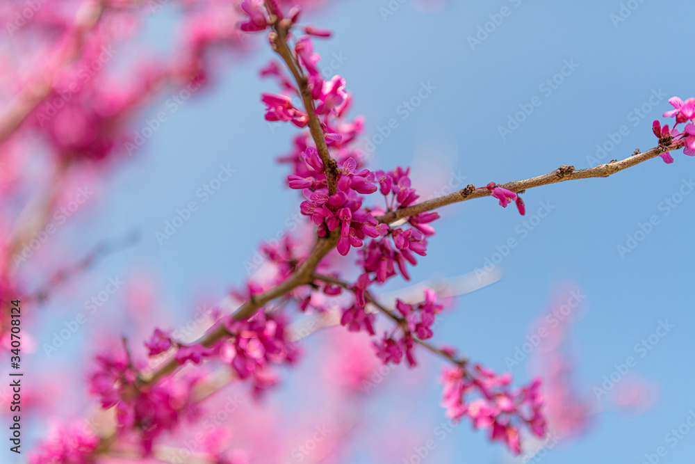 Pink tree blossoms vibrant in spring time Pink tree blossoms vibrant in spring time