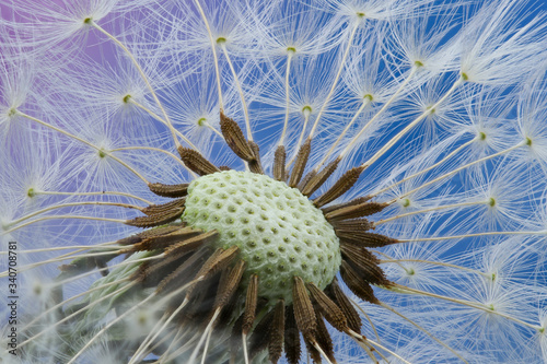 dandelion seeds close up blowing in blue background  close up