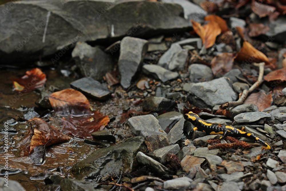 Feuersalamander (Salamandra salamandra) am felsigen Bachufer.