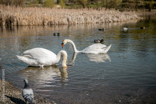 An elegant couple of white swans swimming on a lake near the reeds and doves and a couple of ducks on a clean  water early in the spring