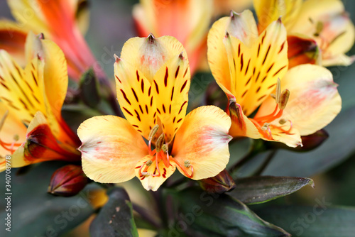 Ein schöne orchideenartige Blüte mit einer schönen Gelb Roten Farbgebung.