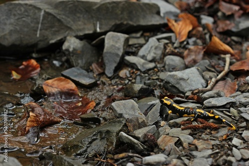 Feuersalamander (Salamandra salamandra) am felsigen Bachufer.
