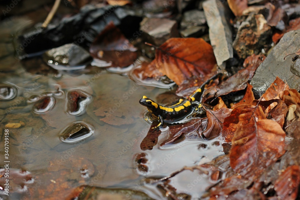 Naklejka premium Im Bach sitzender Feuersalamander (Salamandra salamandra) mit Spiegelbild.