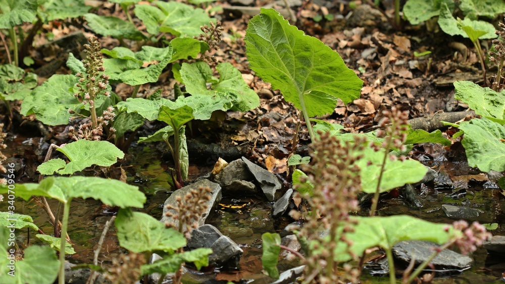 Obraz premium Im Bach zwischen Pestwurz sitzender Feuersalamander (Salamandra salamandra).