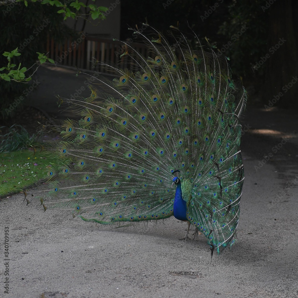 Obraz premium Paon fait la roue