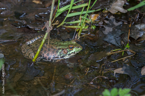 Green frog sitting in shallow water. 