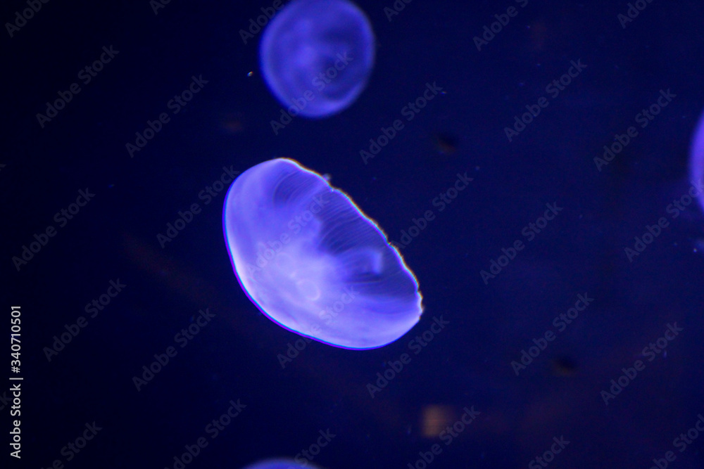 Macro, Portrait einer Qualle im zauberhaften Licht